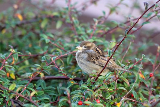 201212 house sparrow