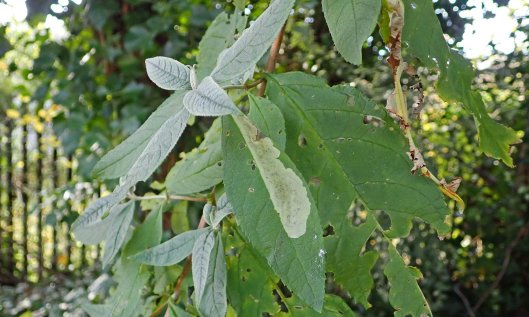 201214 Amauromyza verbasci (3)