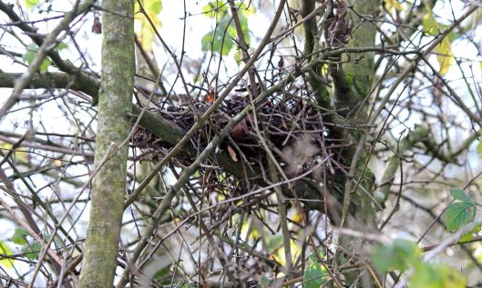 201216 nidification (1)