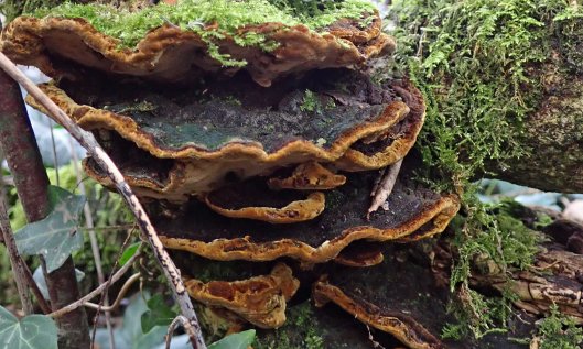 201218 alder bracket (1)