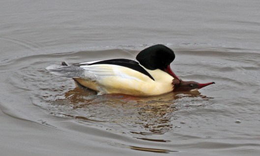 201219 goosander courtship (5)