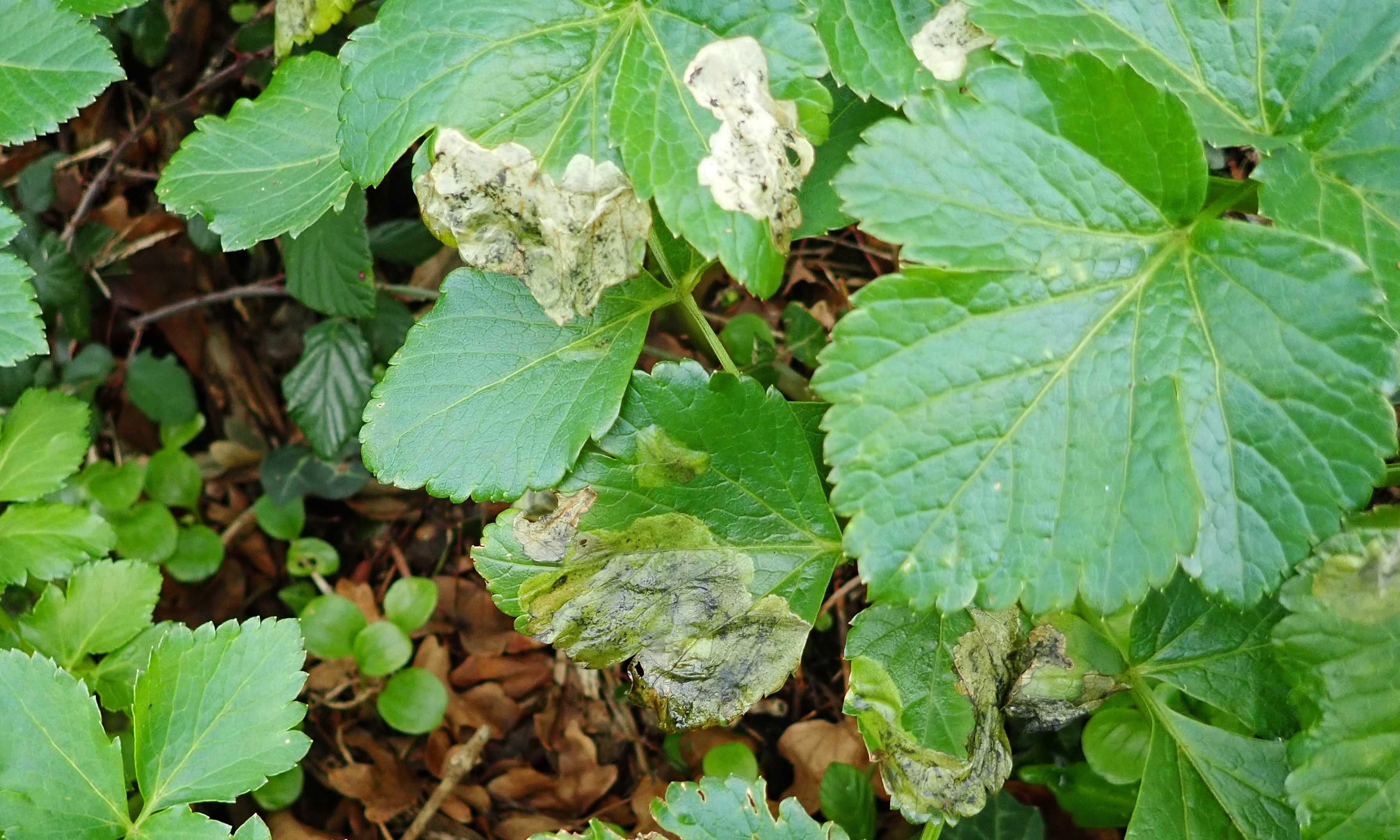 201221 Euleia heraclei (1)