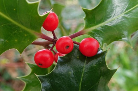 201225 Xmas holly