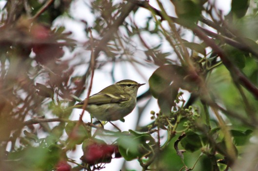 201227 yellow-browed warbler