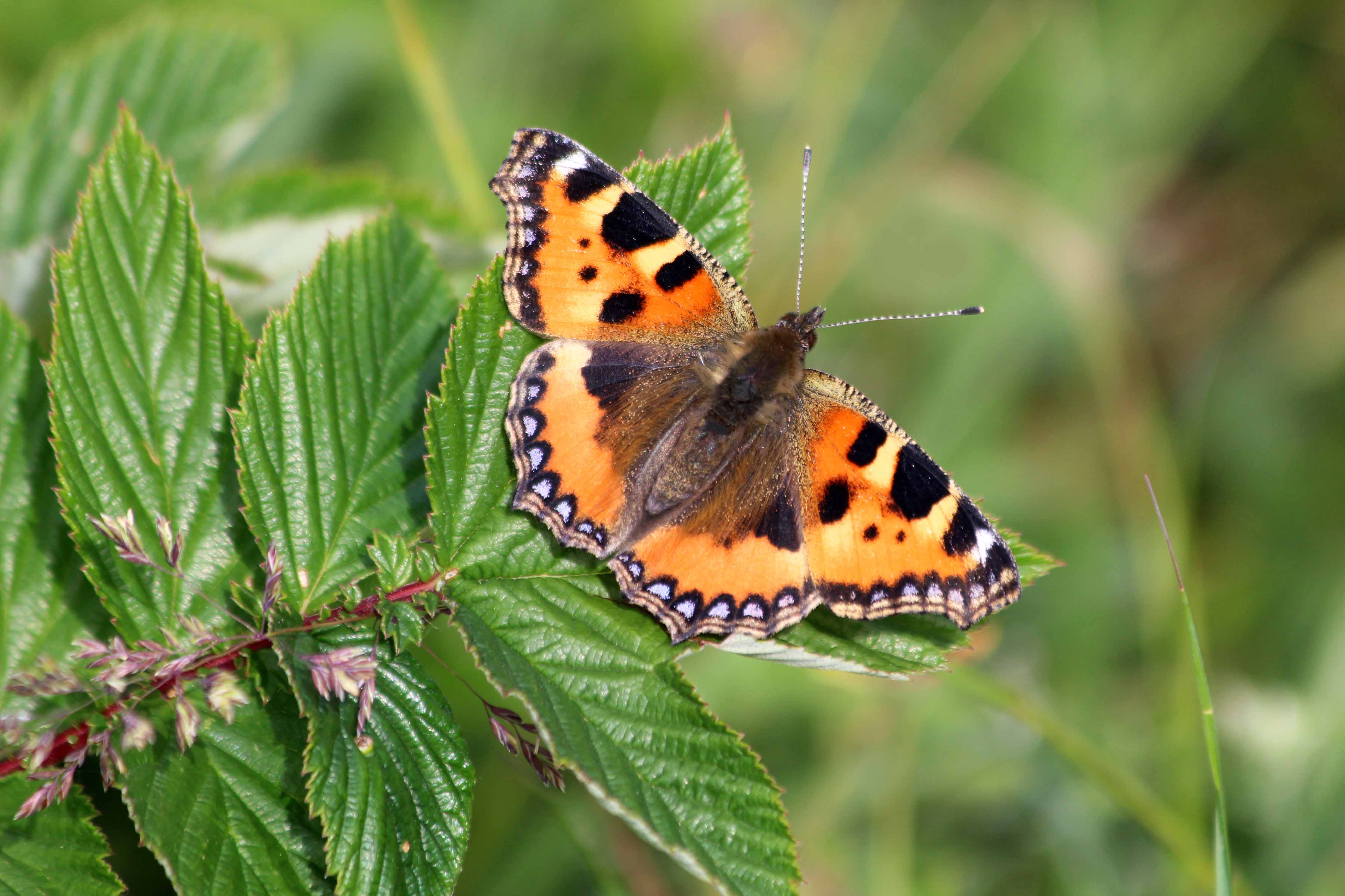 201228 small tortoiseshell