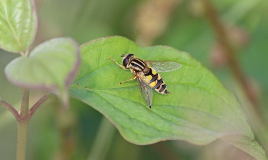 201230 helophilus trivittatus