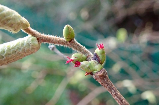 210101 hazel flowers (1)