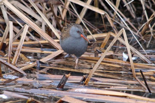 210104 water rail (1)