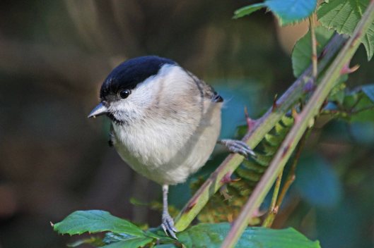 210111 marsh tit (1)