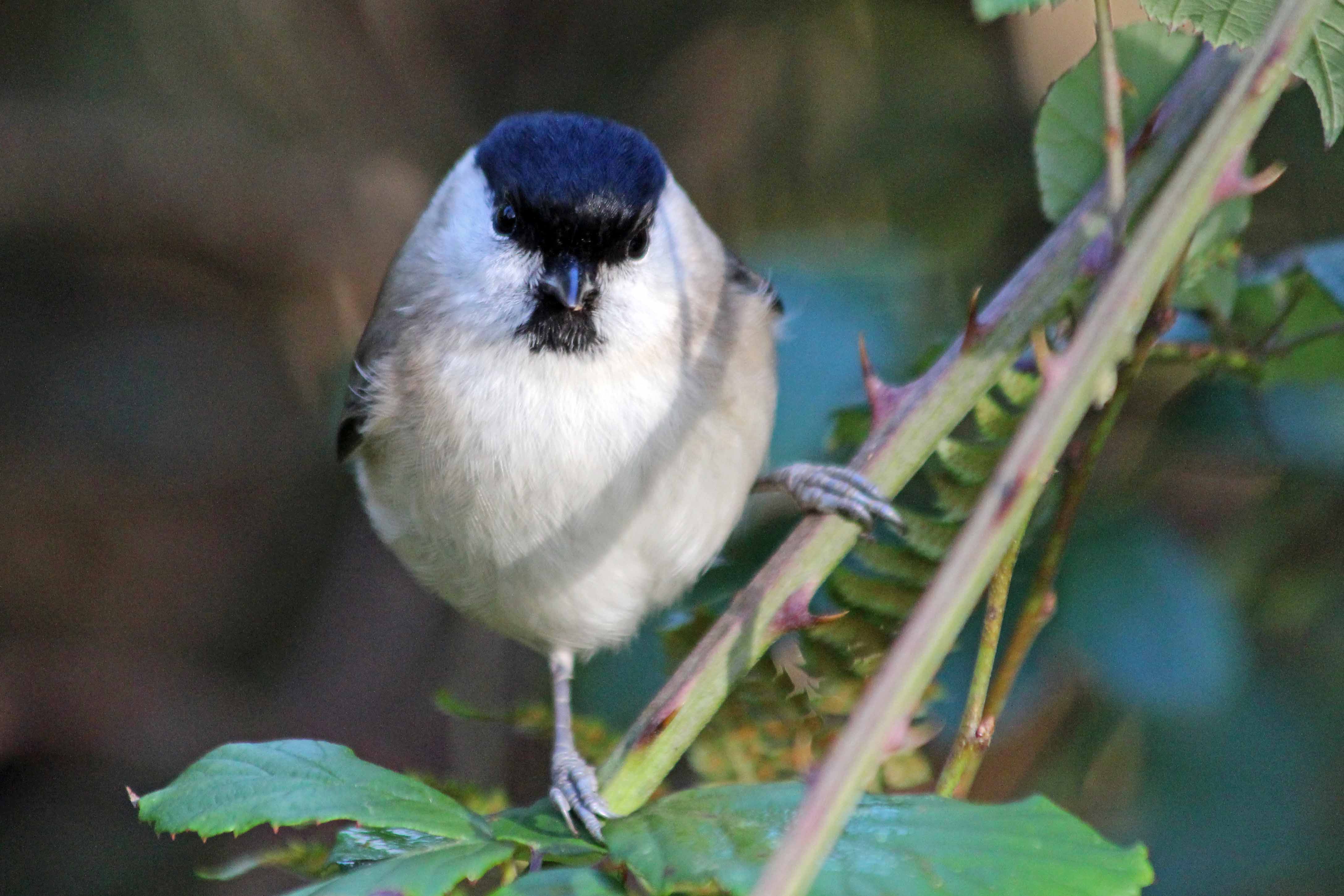 210111 marsh tit (2)