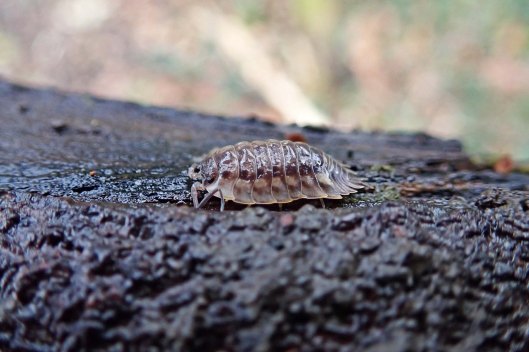 210113 Common shiny woodlouse