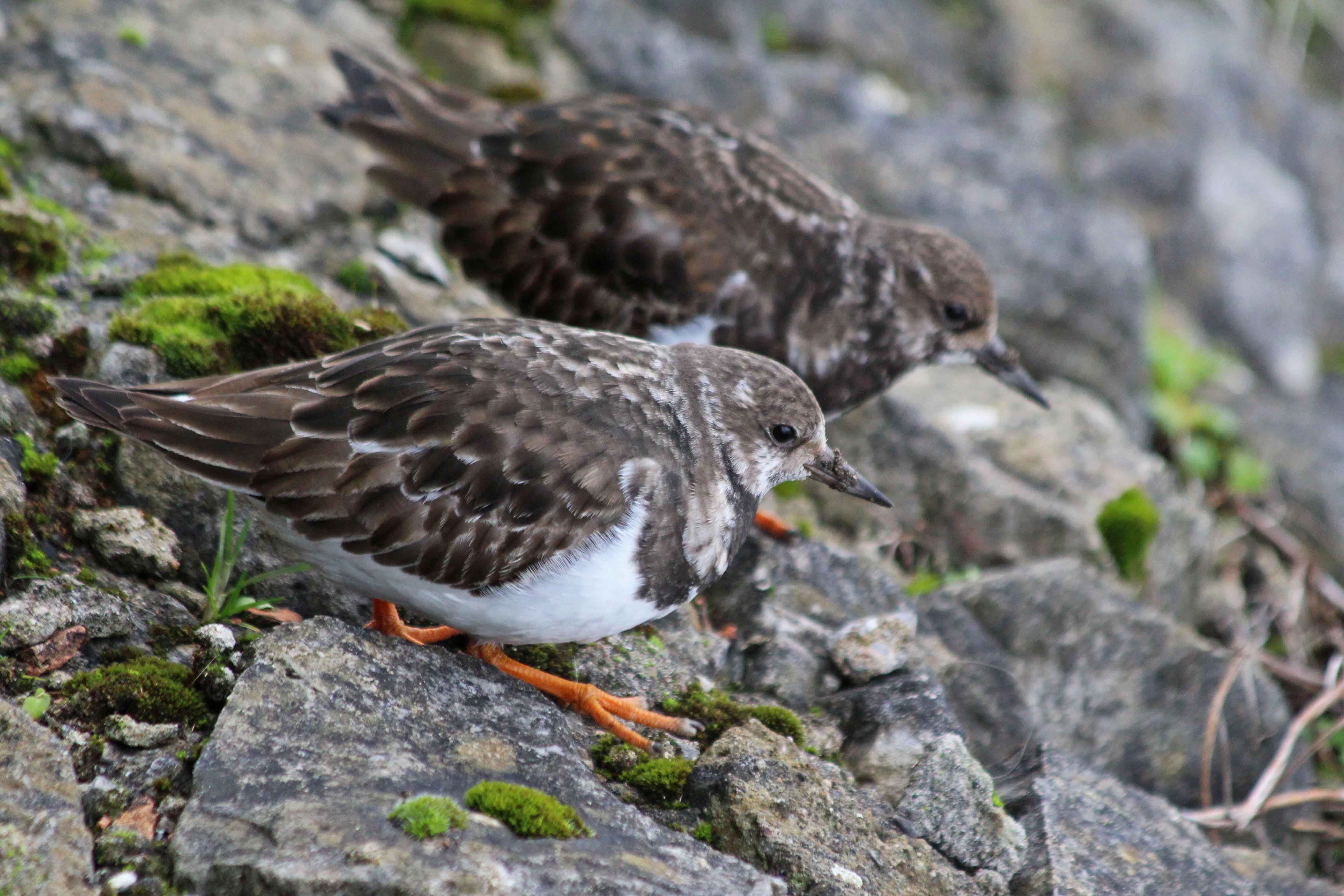 210114 turnstone