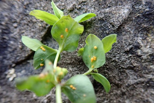 210115 Melampsora euphorbiae