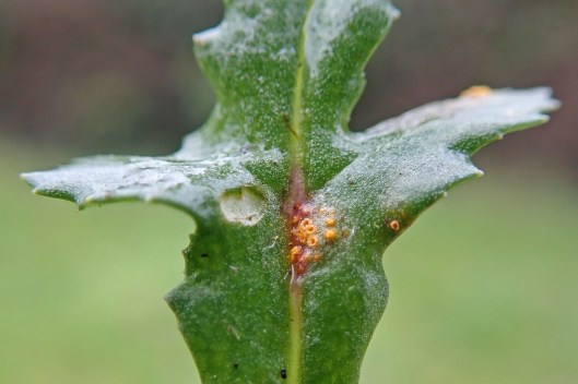210115 Puccinia lagenophorae
