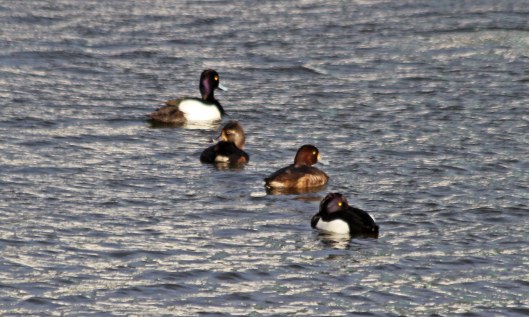 210116 ducks in a row