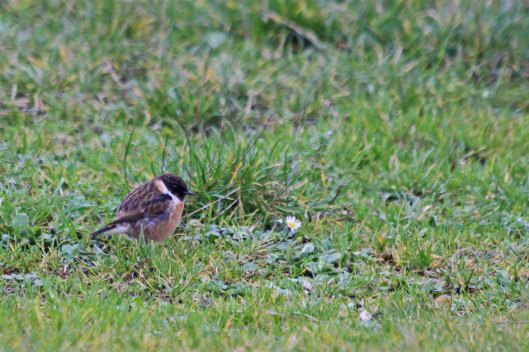 210118 stonechat