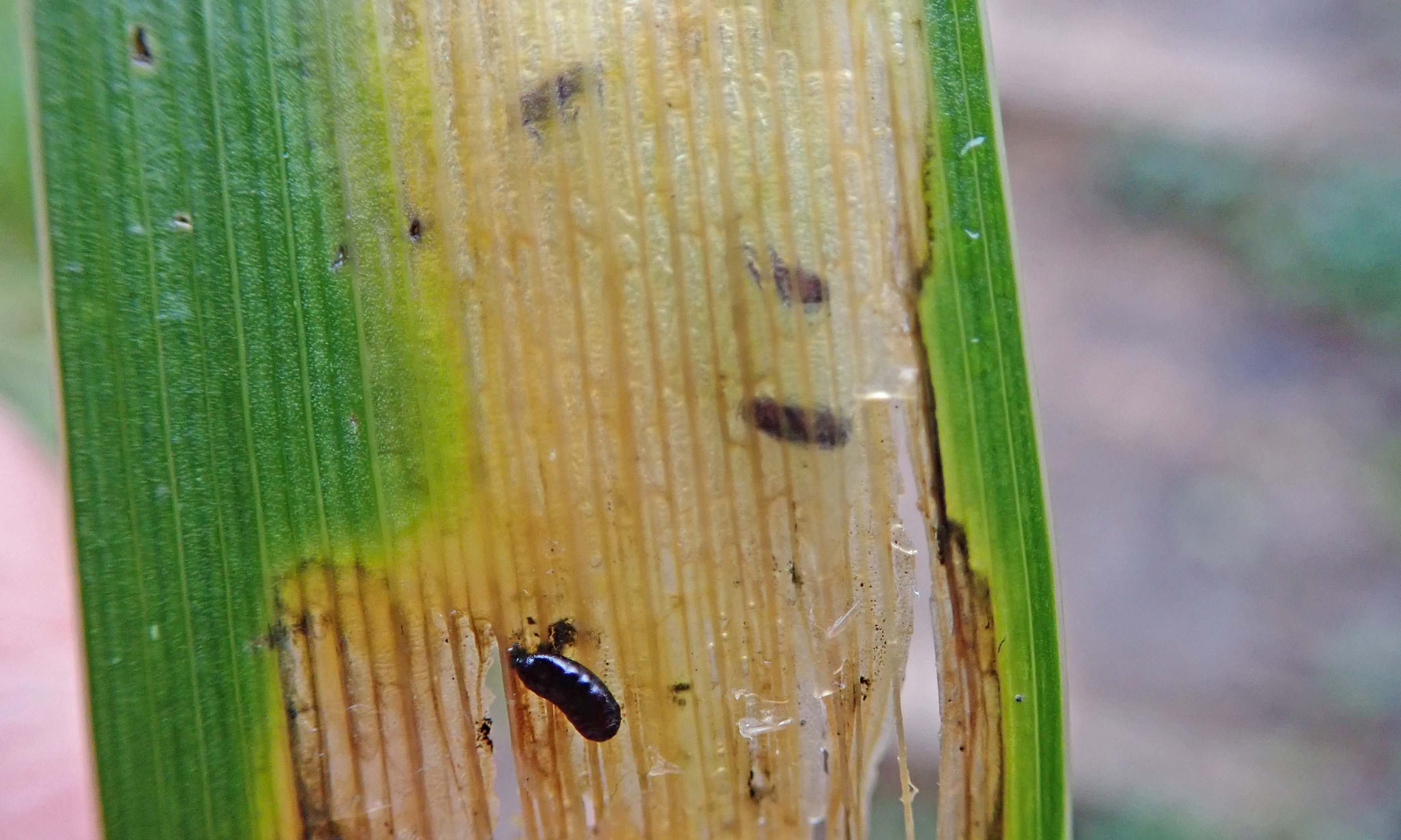Wild word: pupa | earthstar
