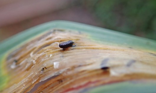 210120 pupa cerodontha iridis (2)