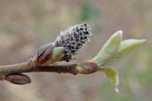 210121 pussy willow (2)
