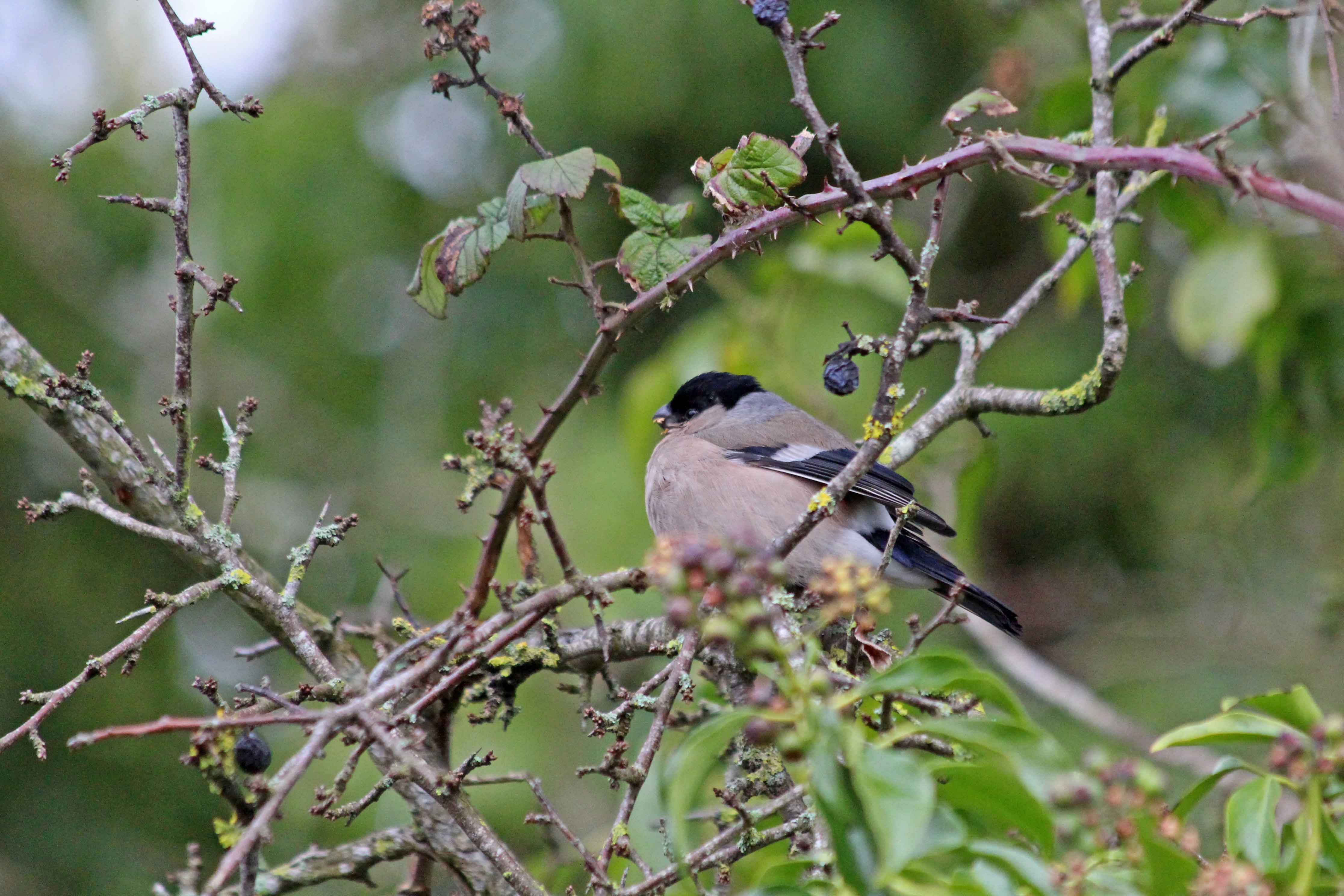 210123 bullfinch