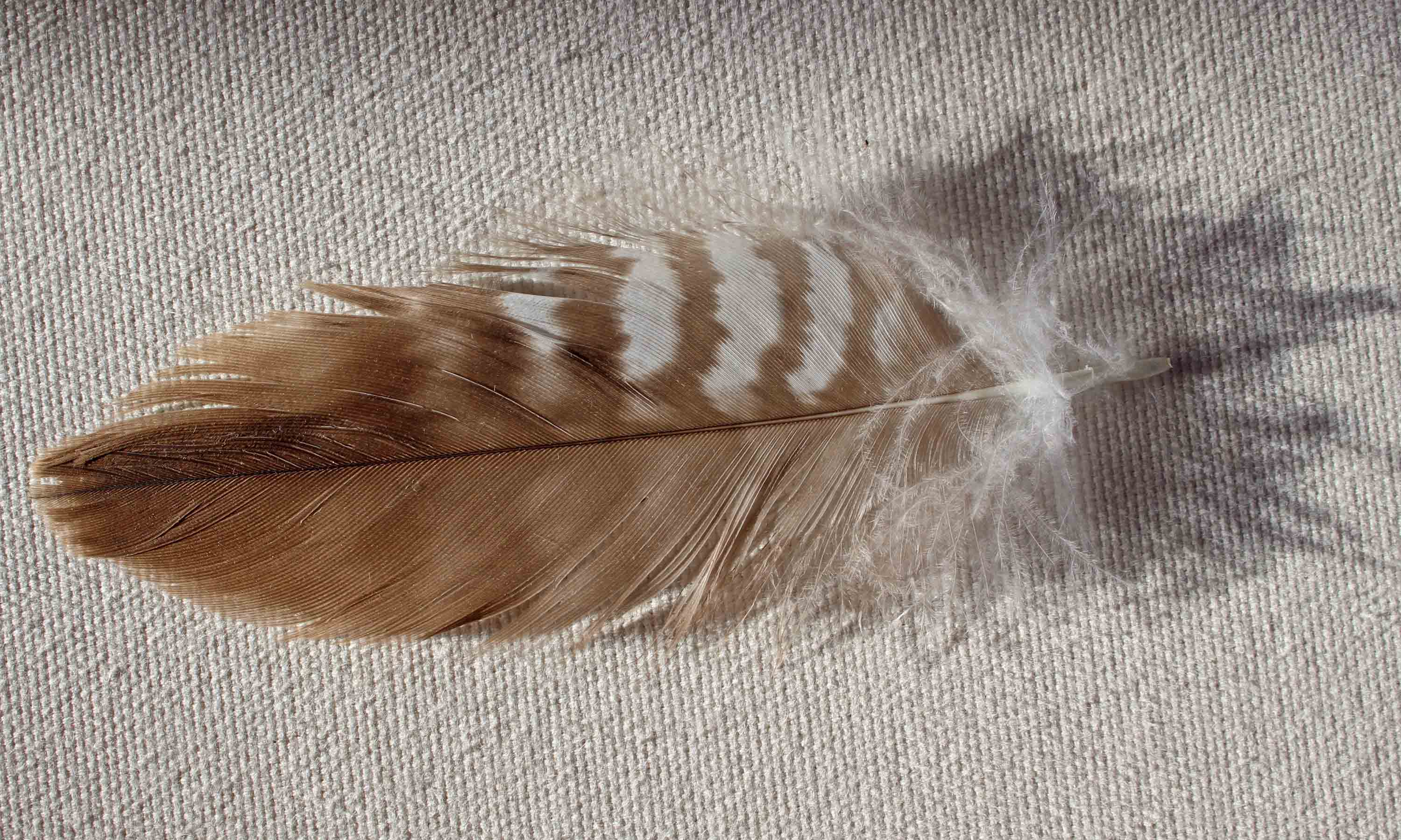 210125 buzzard feathers (2)
