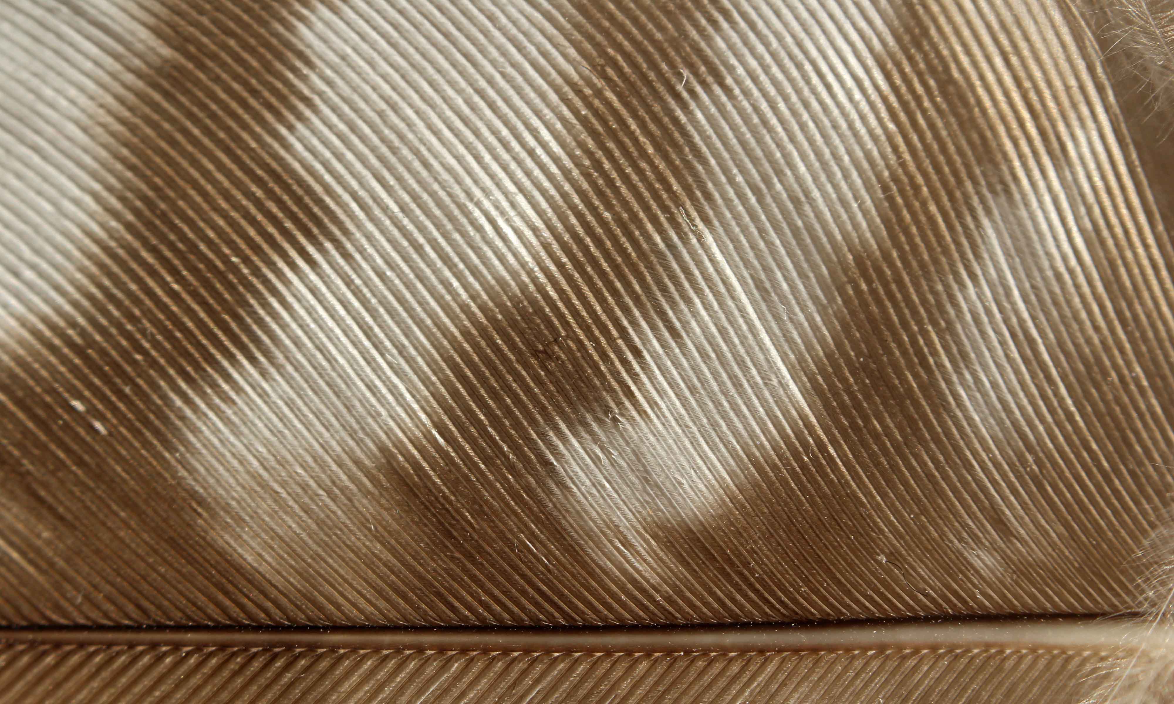 210125 buzzard feathers (3)