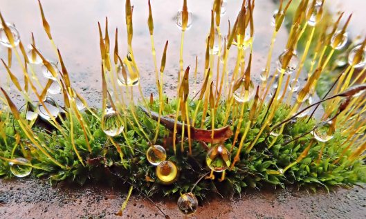 210126 common wall mosses (1)