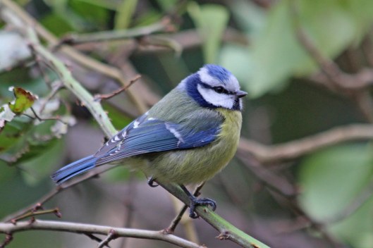 210128 blue tit (1)
