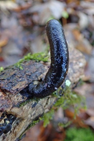 210129 dead man's fingers