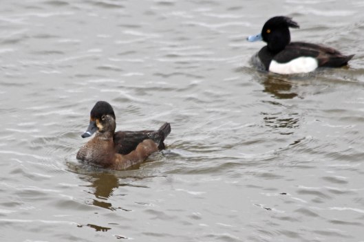 210130 ring-necked duck (1)