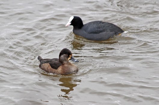 210130 ring-necked duck (3)
