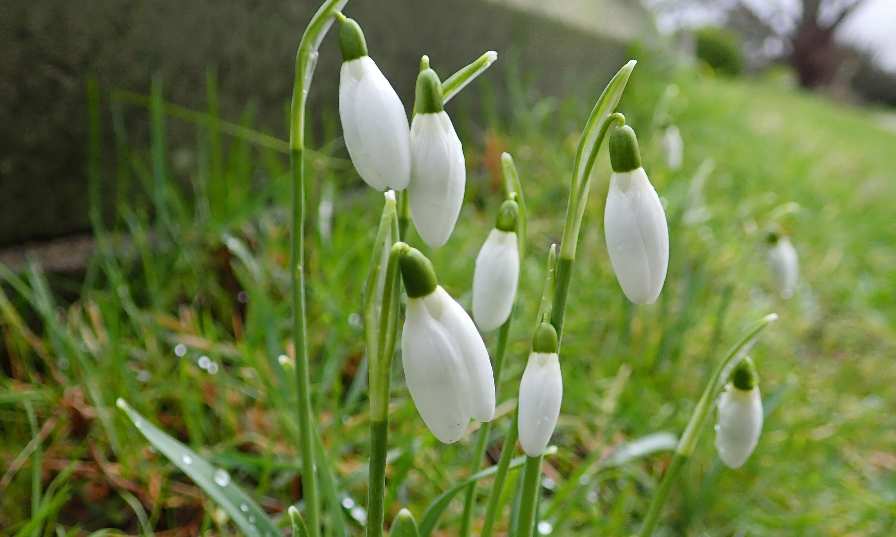 210131 StAugs wildflowers (1)