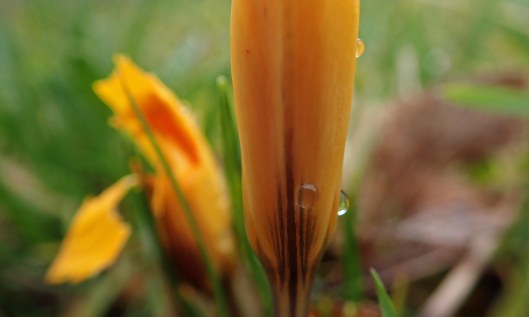 210131 StAugs wildflowers (2)