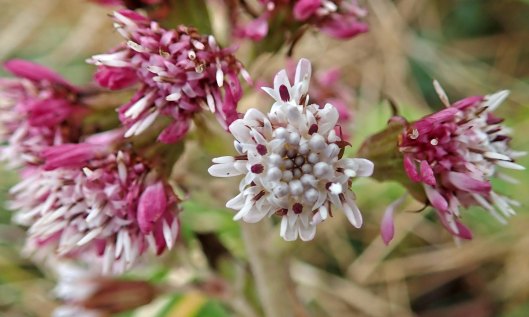 210131 StAugs wildflowers (3)