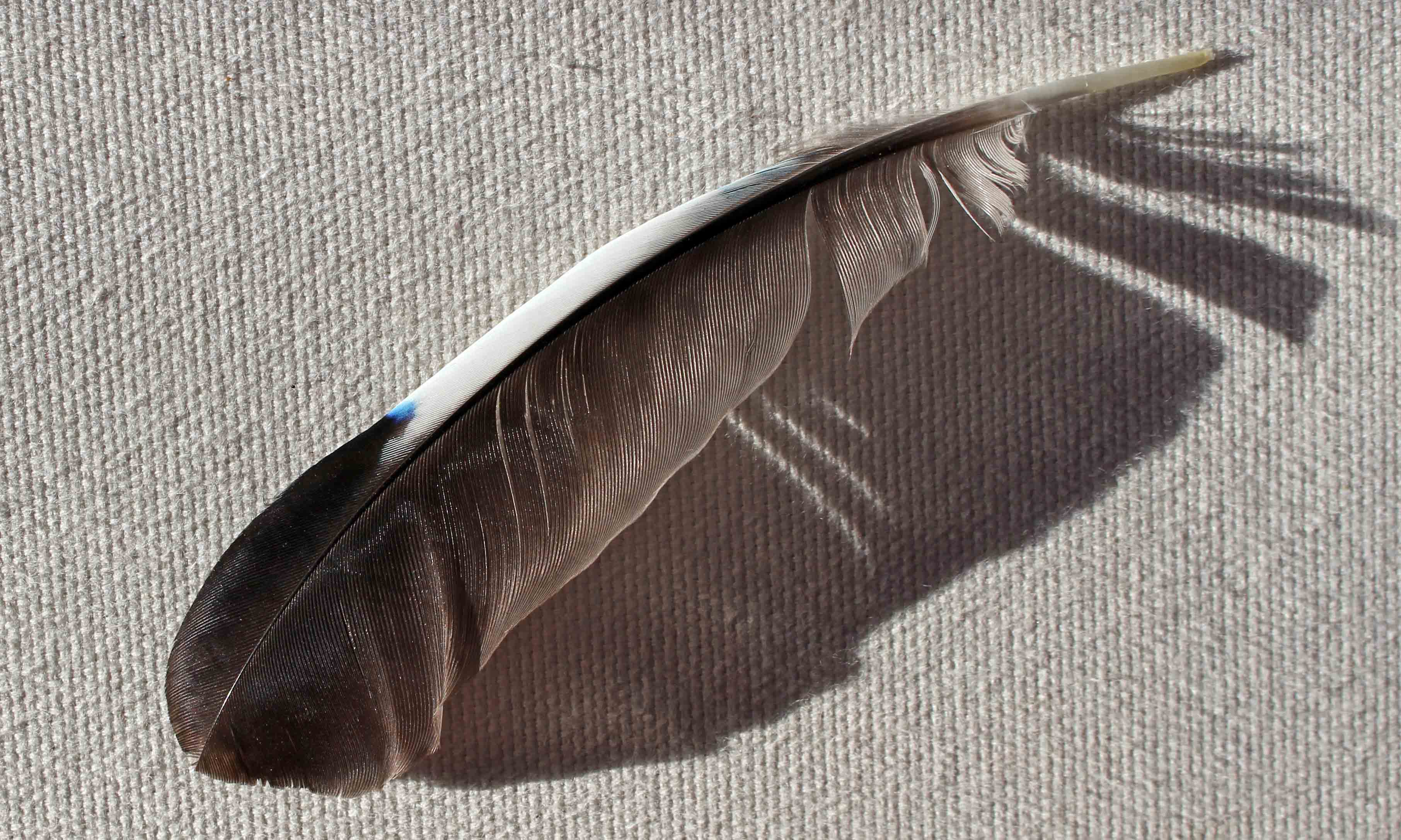 210201 jay feather (1)