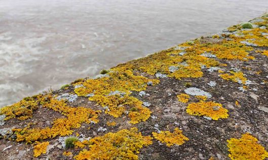 210204 Barrage lichens (1)