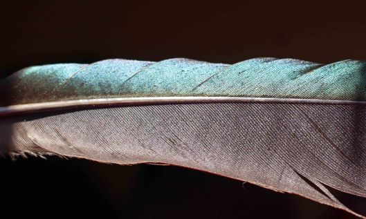 210208 magpie feather
