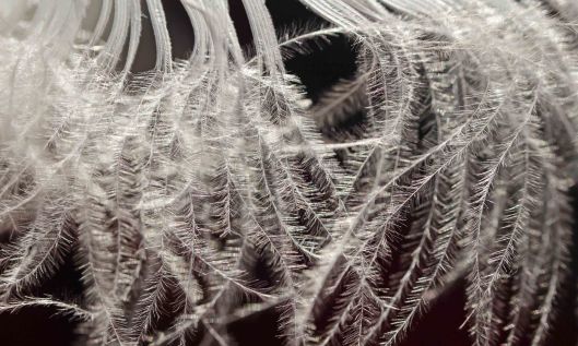 210122 swan feather (2)