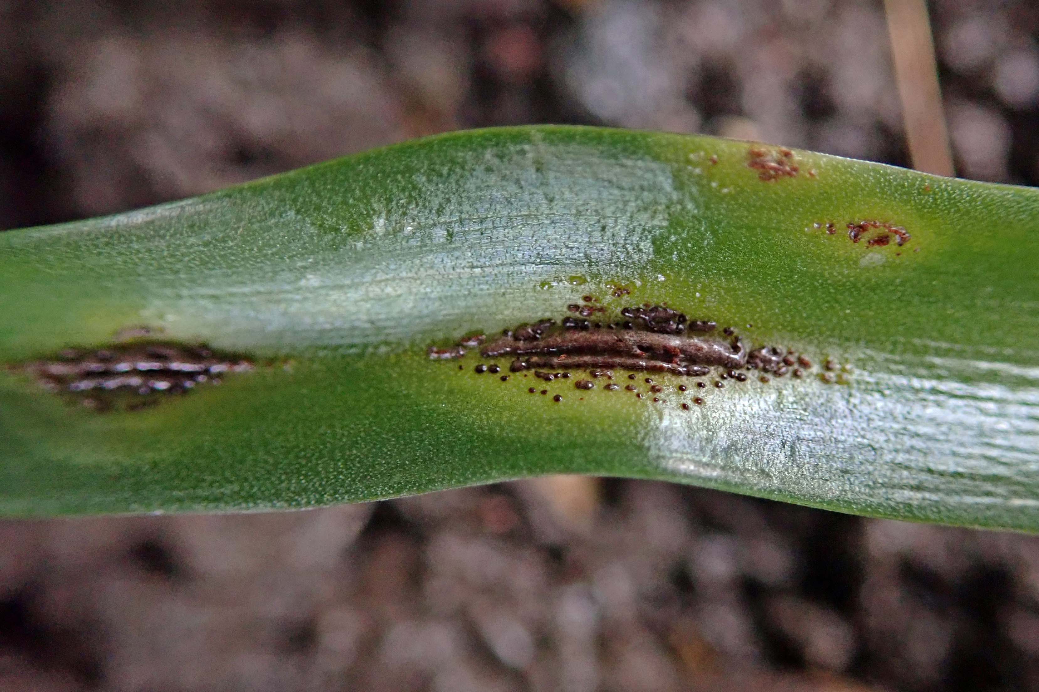 210205 bluebell rust (3)