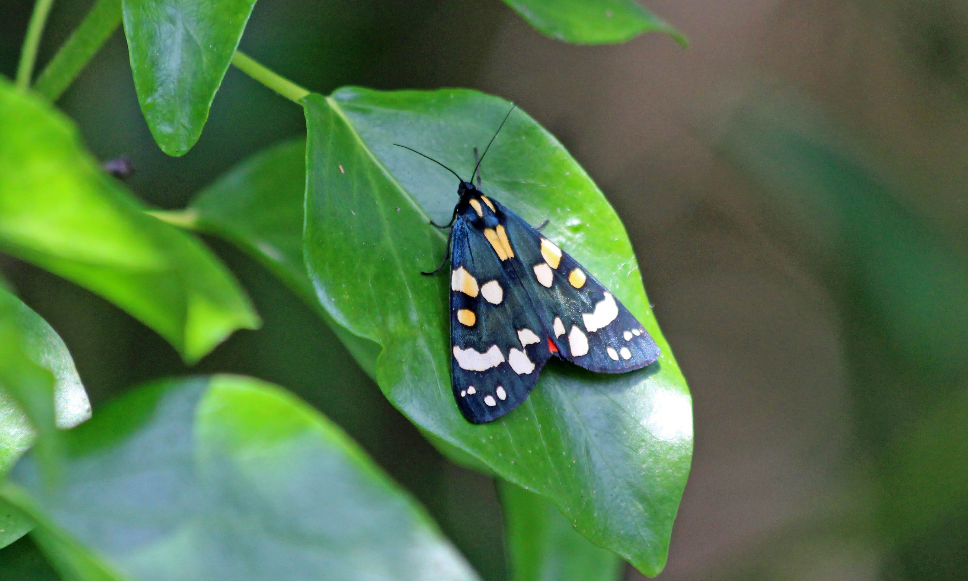 210206 scarlet tiger moth adult