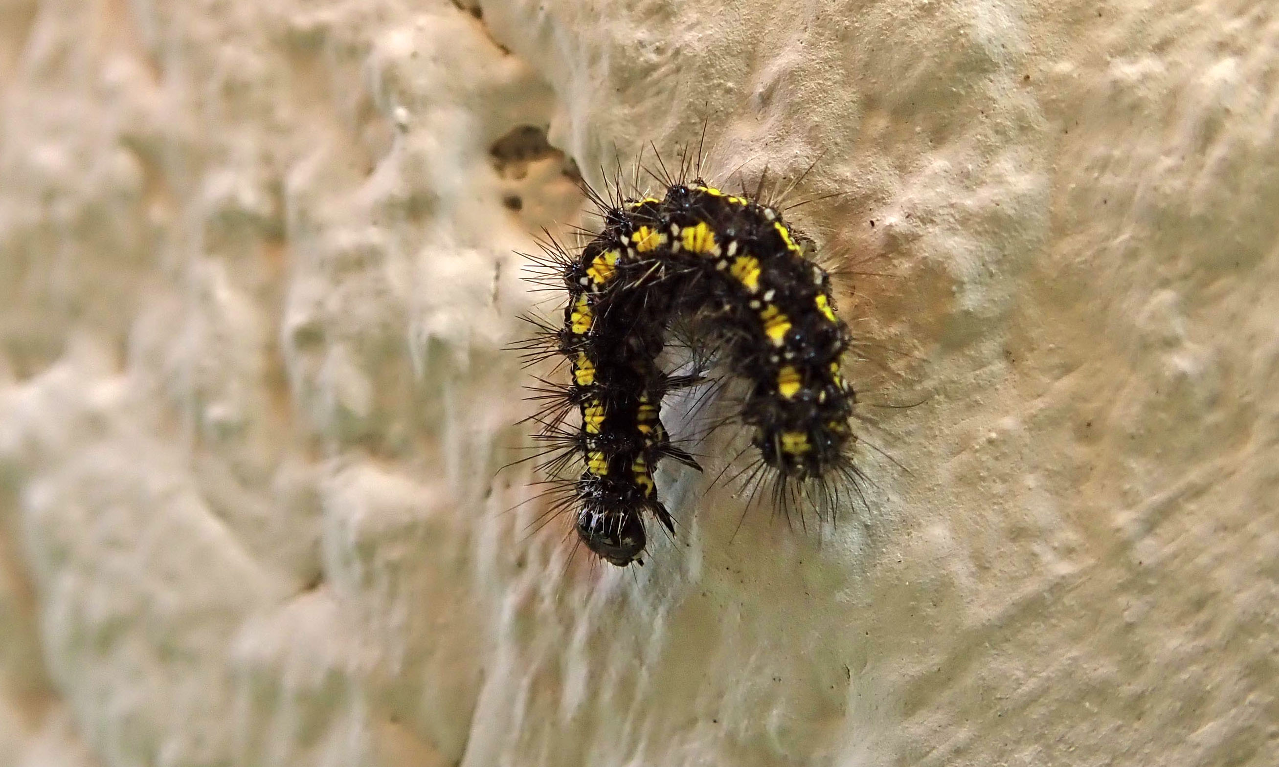 210206 scarlet tiger moth caterpillar