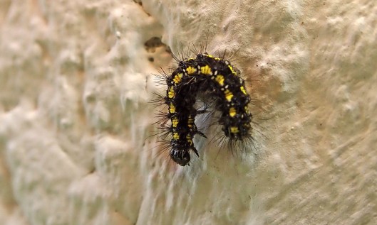 210206 scarlet tiger moth caterpillar