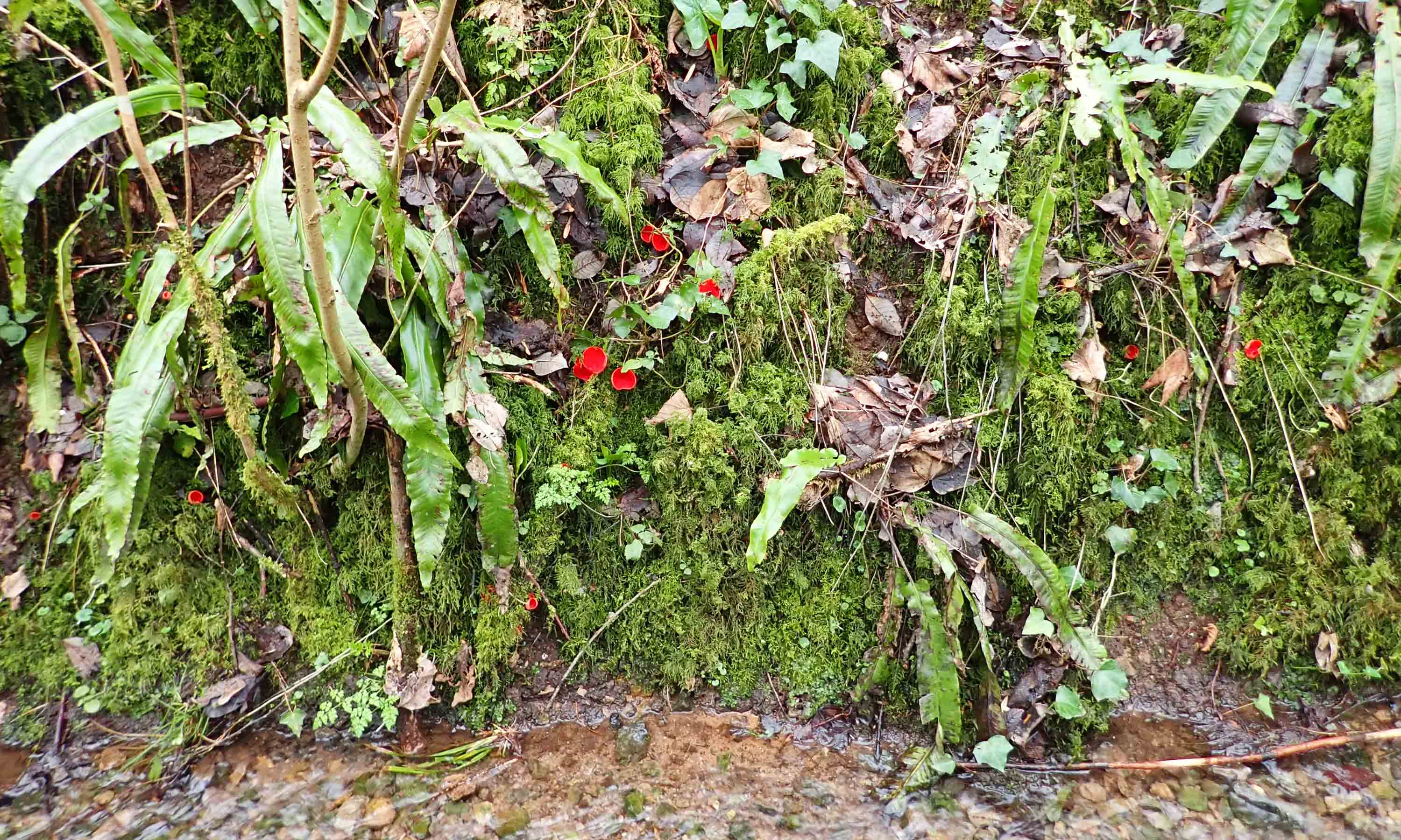 210209 red elfcups (1)