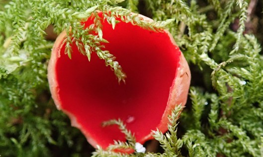 210209 red elfcups (2)