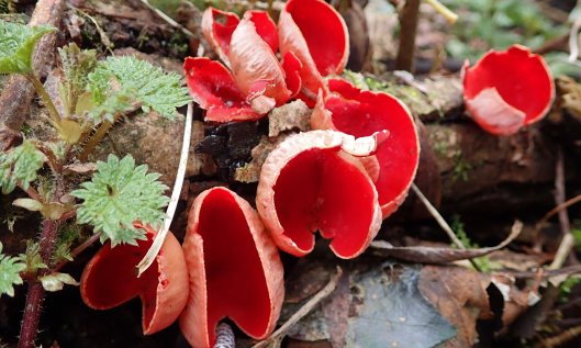 210209 red elfcups (3)