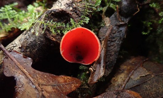 210209 red elfcups (4)