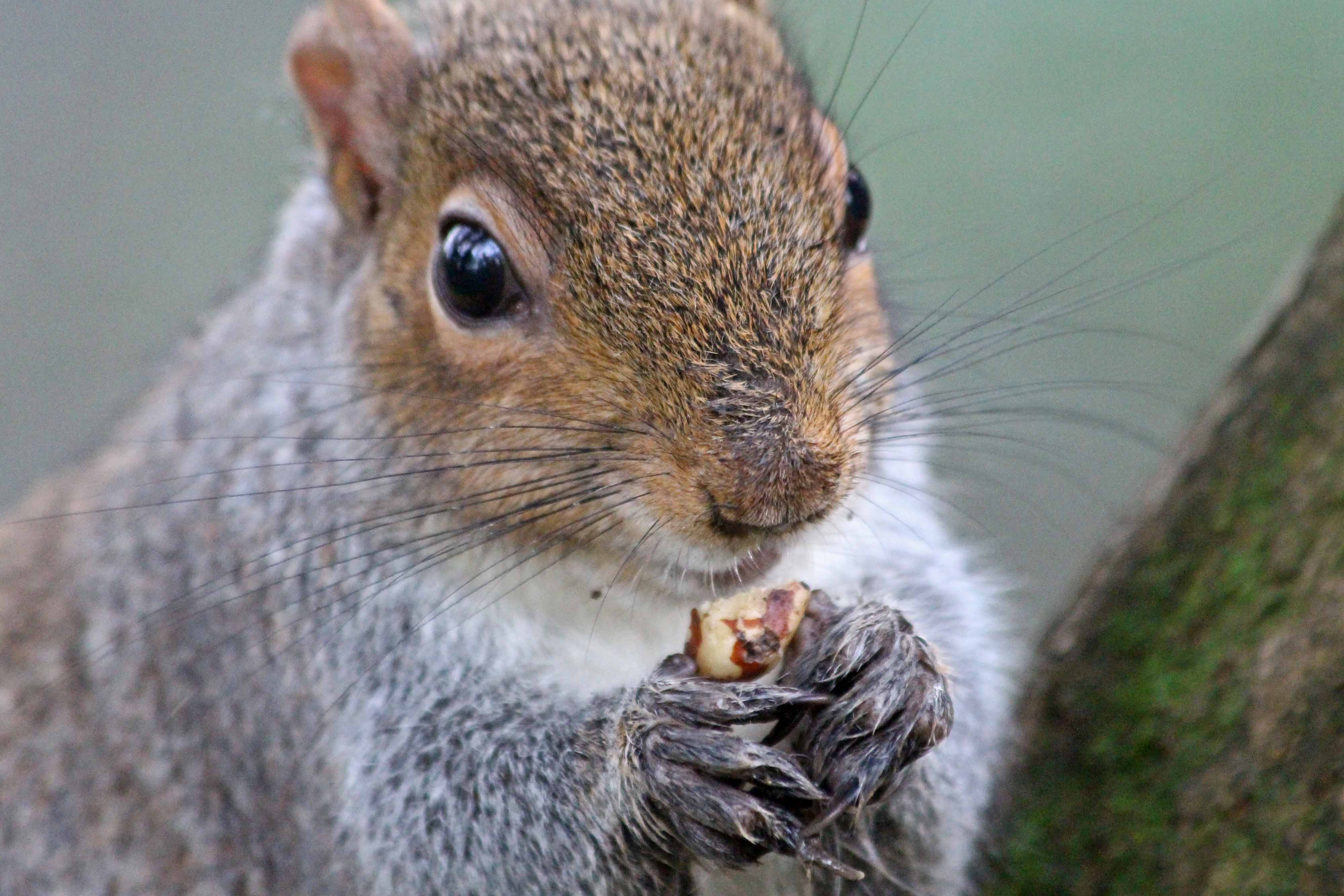 210211 claws and nails