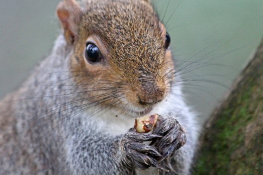 210211 claws and nails