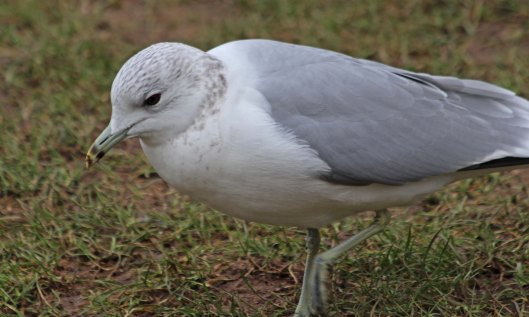 210217 common gull (4)