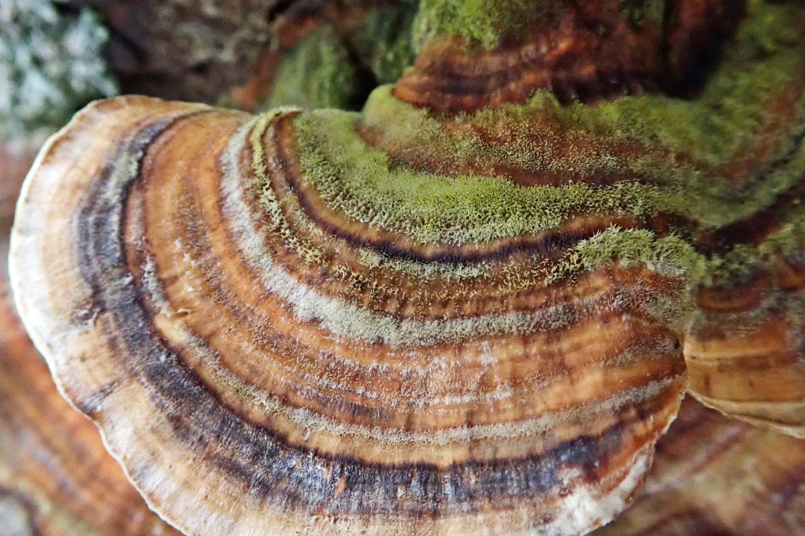 210219 turkey tail (2)